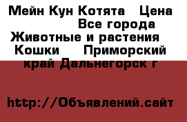 Мейн Кун Котята › Цена ­ 15 000 - Все города Животные и растения » Кошки   . Приморский край,Дальнегорск г.